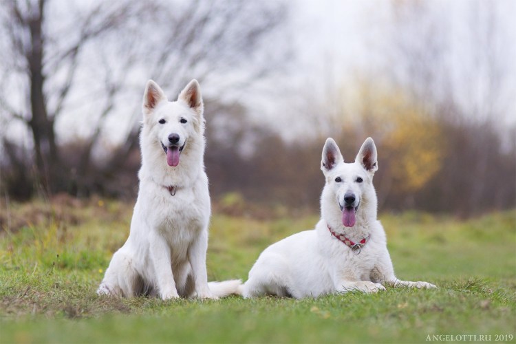 Белая швейцарская овчарка ЗКС