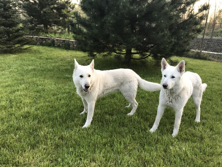 БШО короткошерстная