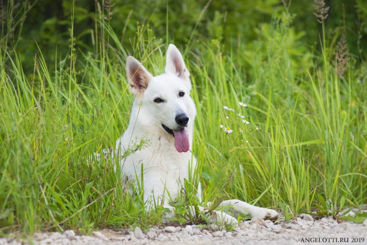 Белая швейцарская овчарка короткошерстная