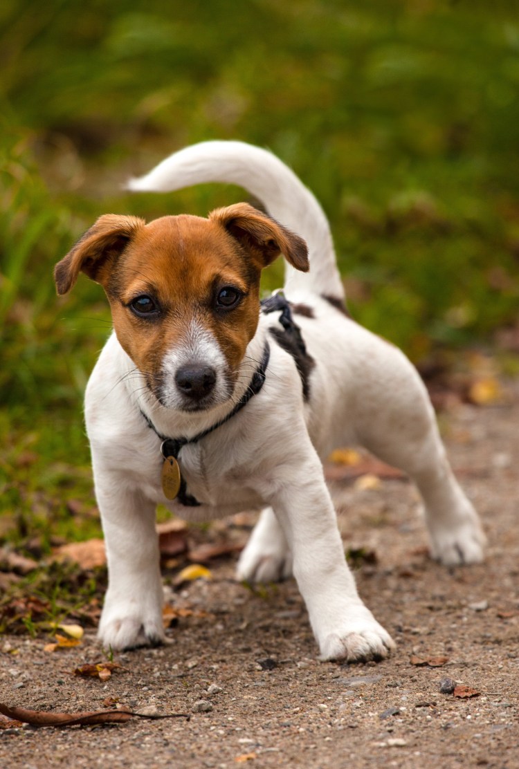 Той Рассел терьер