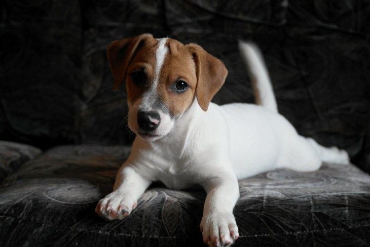 Джек Рассел гладкошерстный