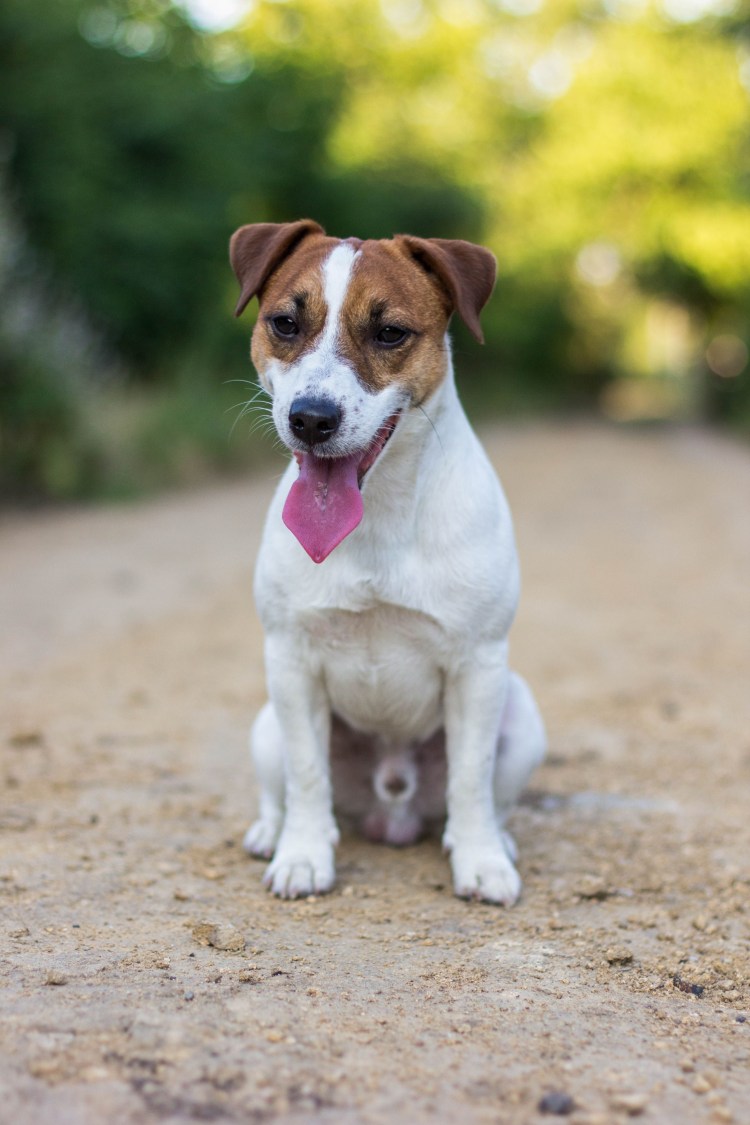 Порода собак Джек Рассел