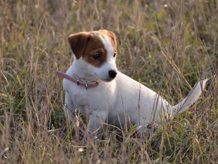 Рич Рассел терьер
