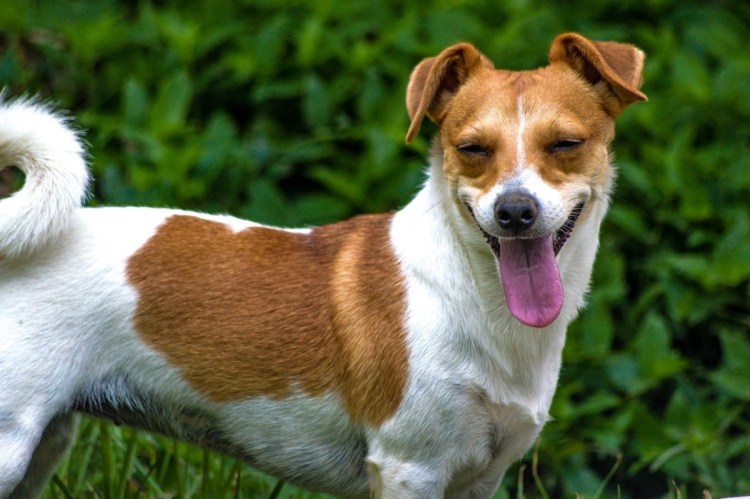 Парсон-Рассел-терьер щенки