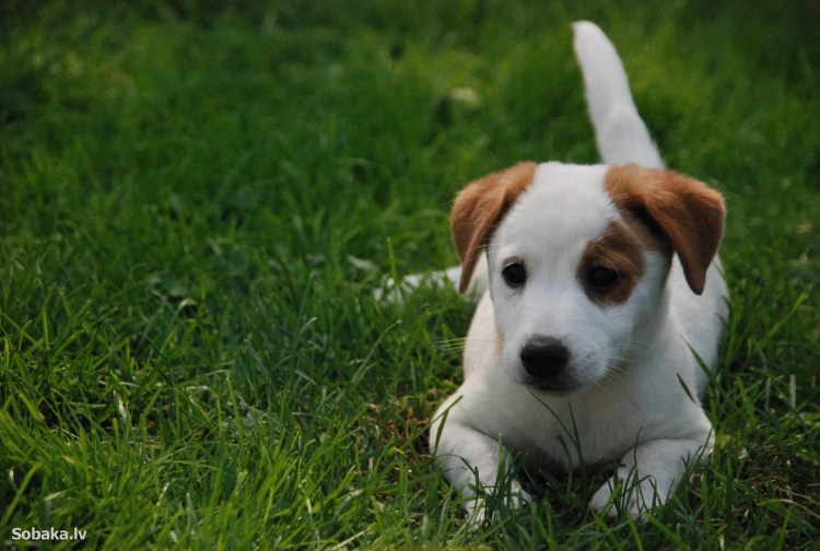Джек Рассел собака