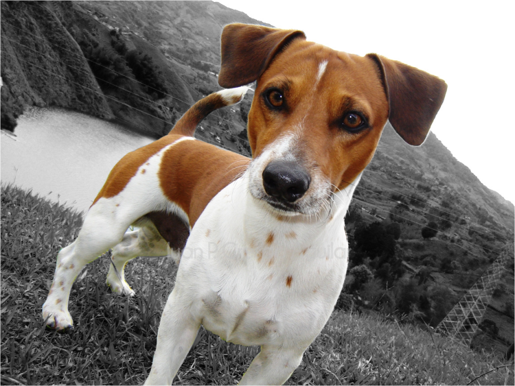 Рабочий Джек Рассел терьер