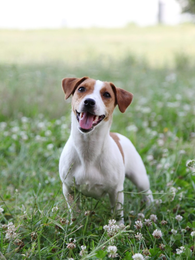 Джикрас терьер