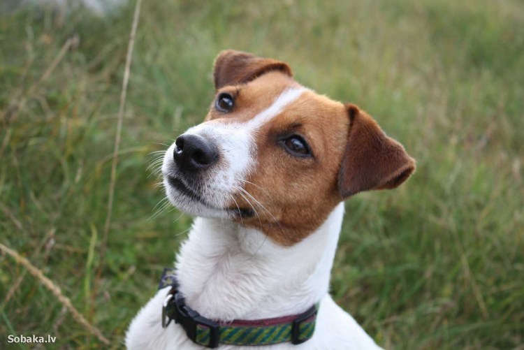 Порода Джек Рассел терьер