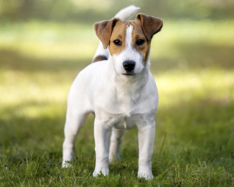Джек Рассел пинчер