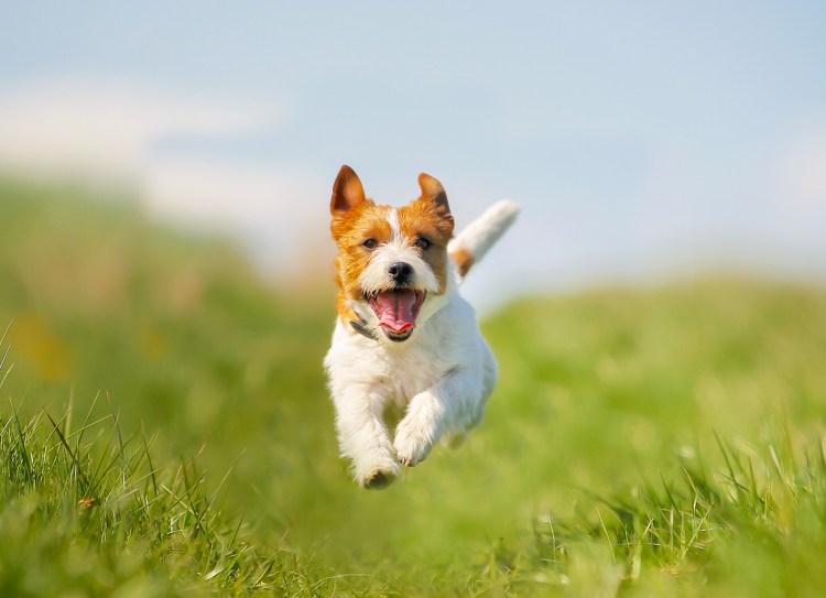 Пинчер Рассел терьер