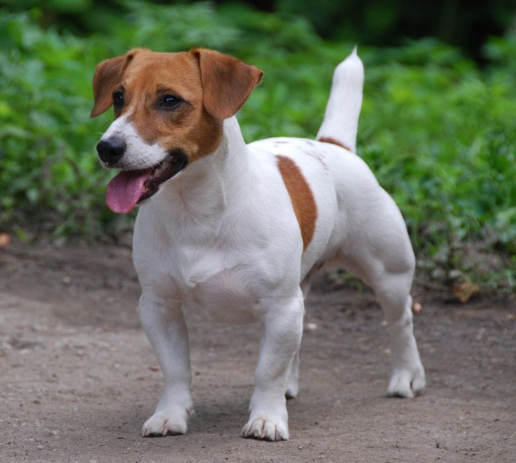 Джек Рассел щенок