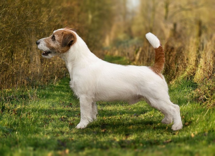 Фокс Рассел терьер