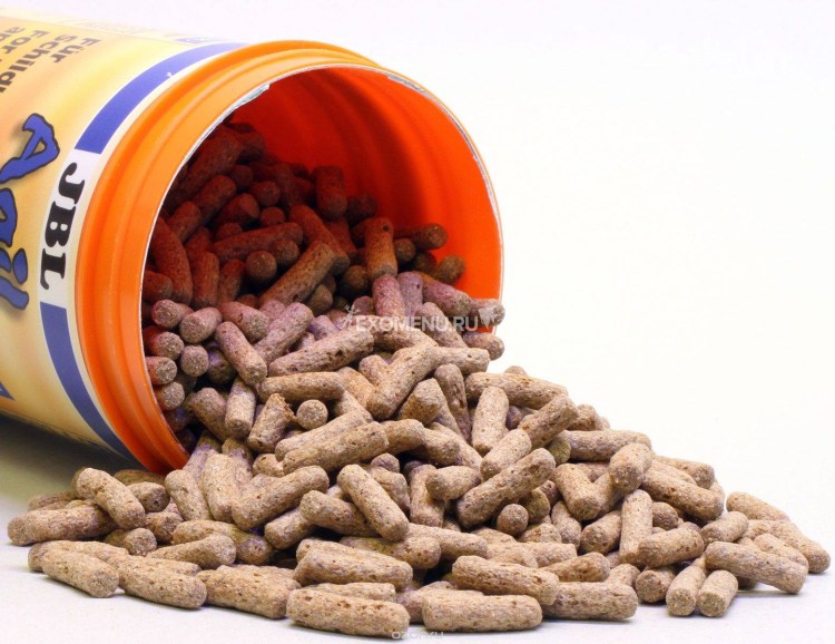 Миска с кормом