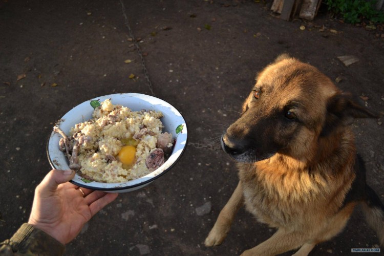 Собачьи корма премиум класса