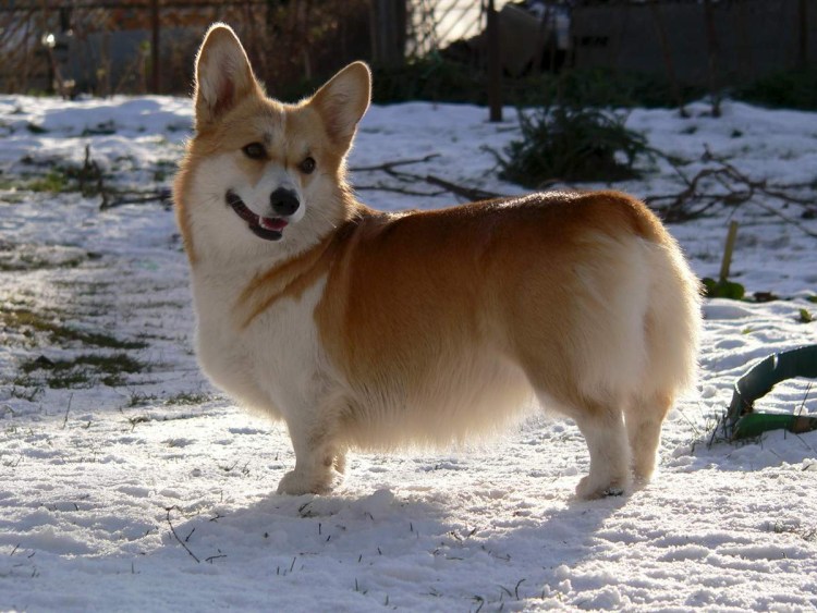 Собаки породы вельш корги пемброк