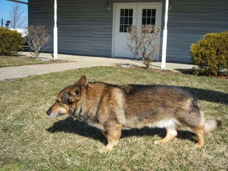 3.Вельш-корги пемброк