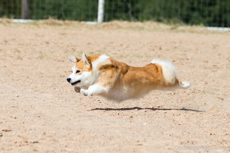 Толстая собака