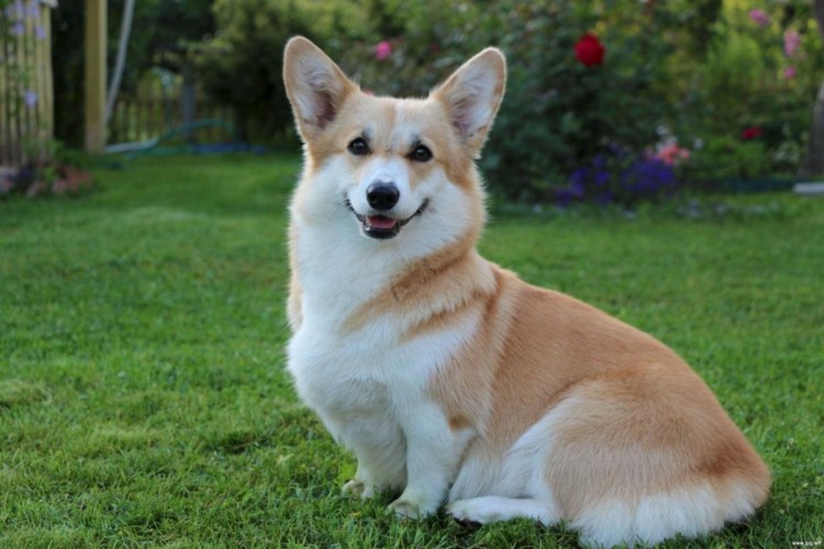 Порода собак вельш корги