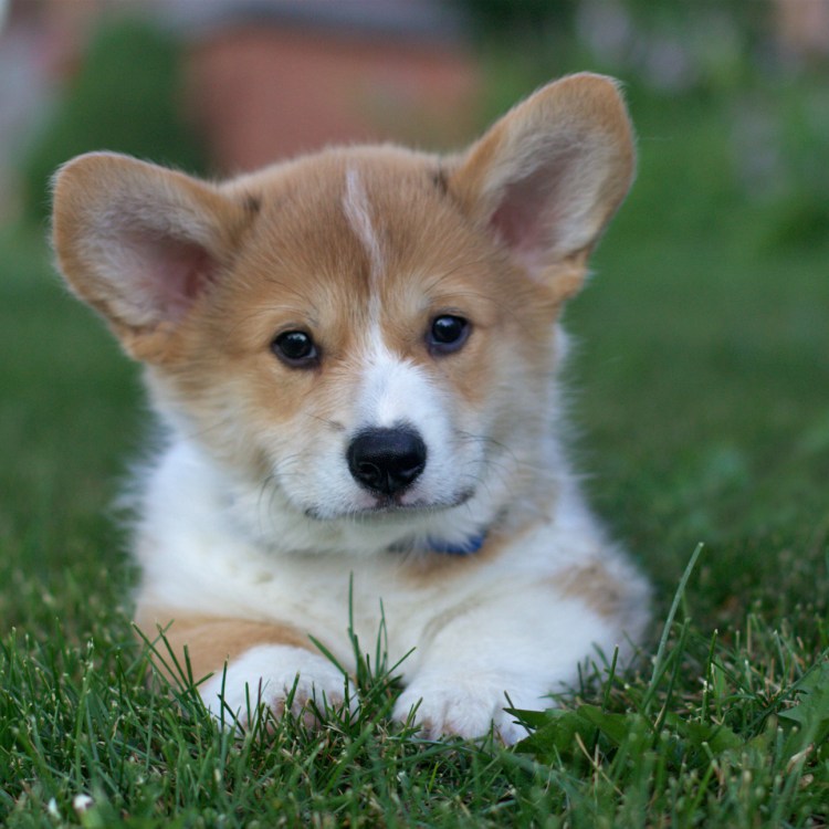 Королевский вельш корги пемброк