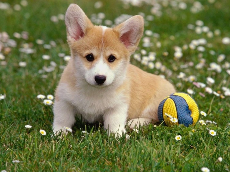 Собака вельш корги пемброк