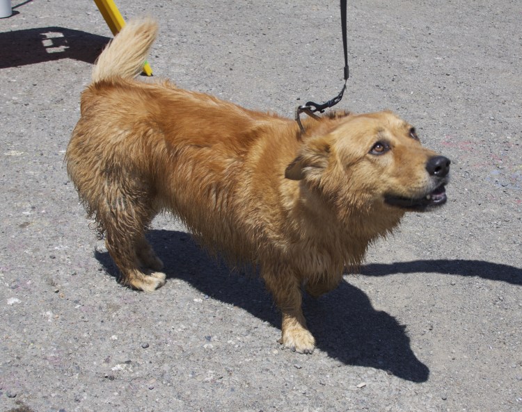 Вестготский шпиц шведский вальхунд