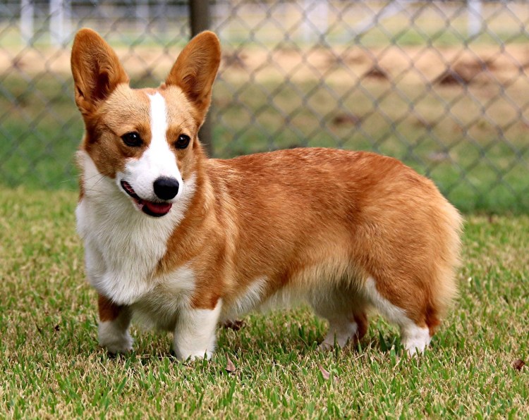 Корги пемброк окрасы