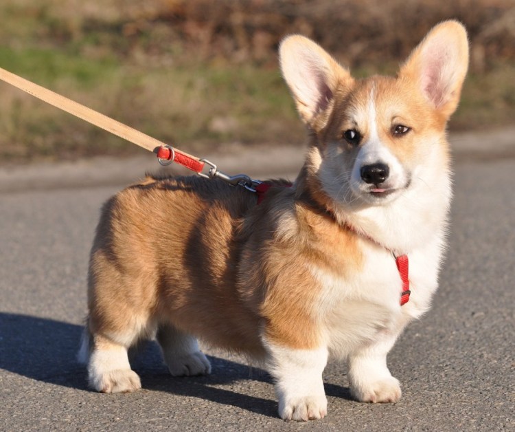 Карликовый вельш корги пемброк
