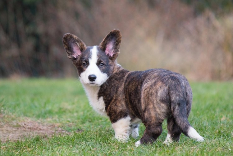 Вестготский шпиц шведский вальхунд