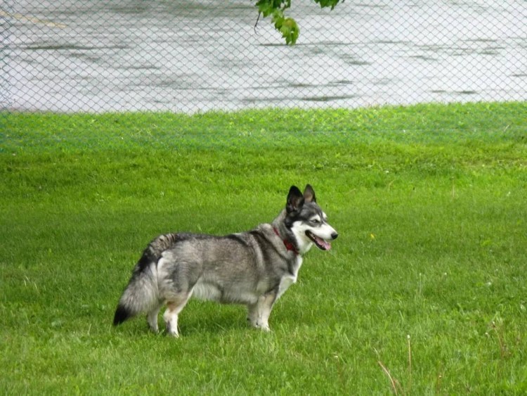Вельш корги пемброк флаффи