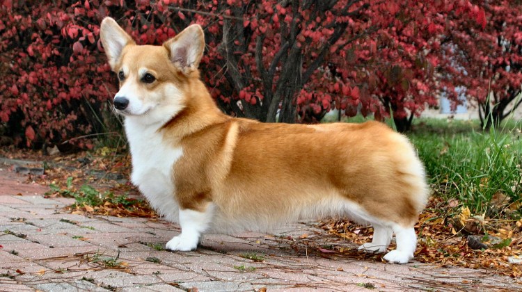 Порода собак Меркурий