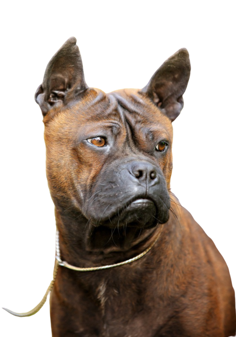 Чунцин Китай