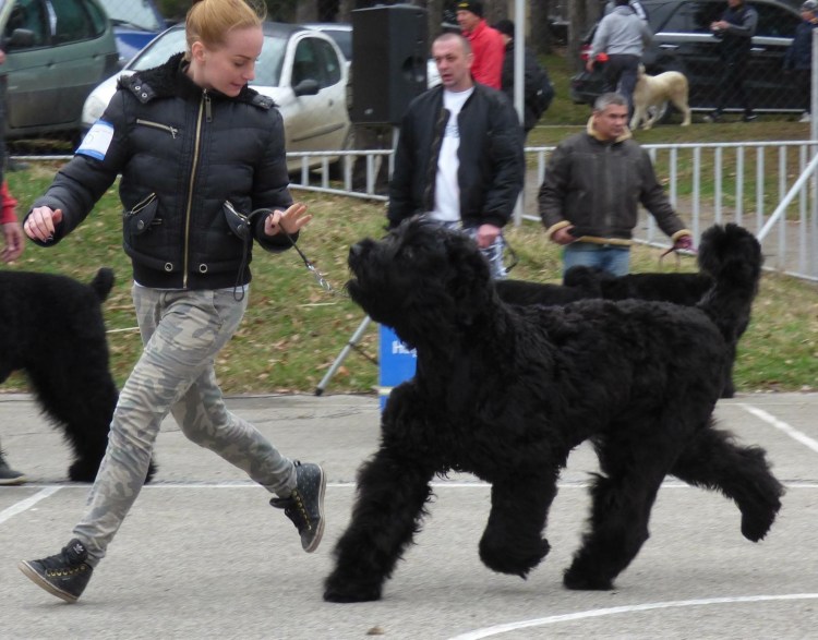 Ризеншнауцер черный