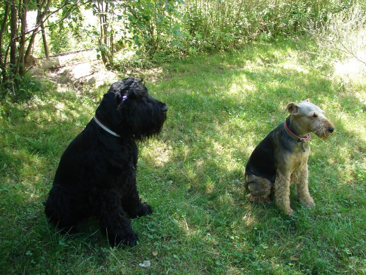 Русский черный терьер