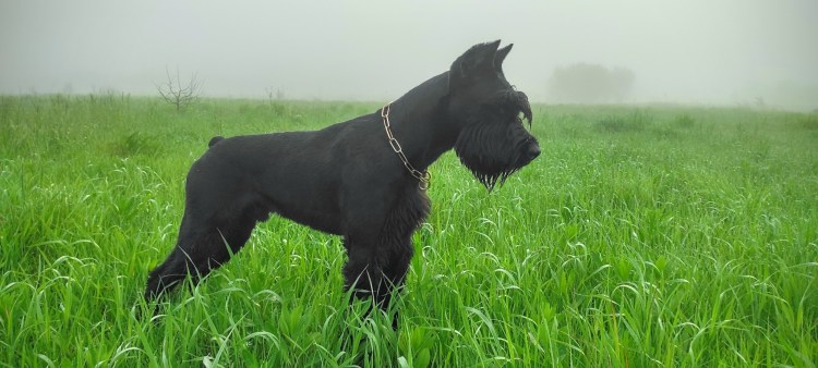 Ризеншнауцер кудрявый