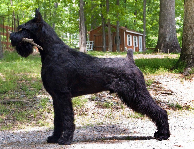 Ротвейлер и Ризеншнауцер