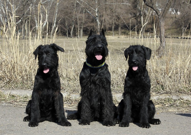 Ризеншнауцер собака Сталина
