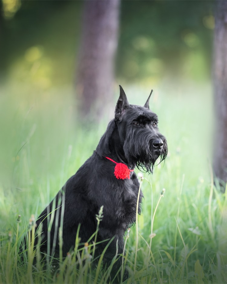 Метис алабай и Ризеншнауцер
