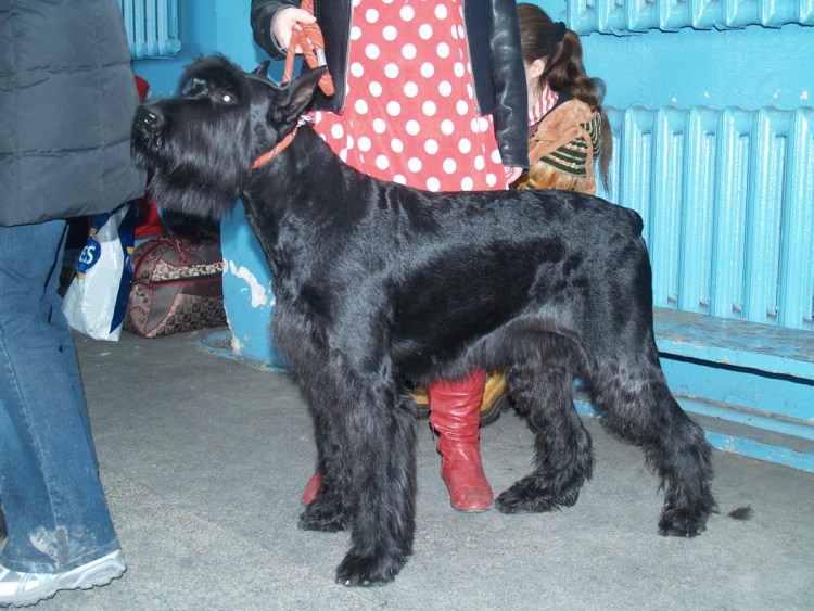 Ризеншнауцер и русский черный терьер