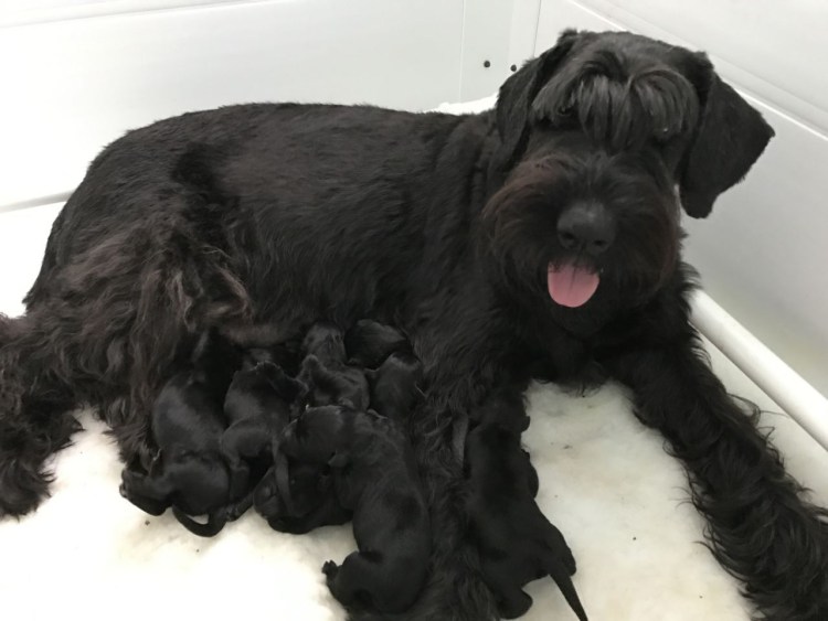 Ирландский терьер черный