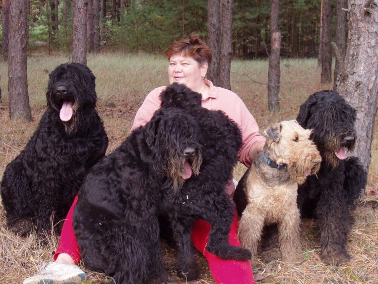 Терьер черный низкий