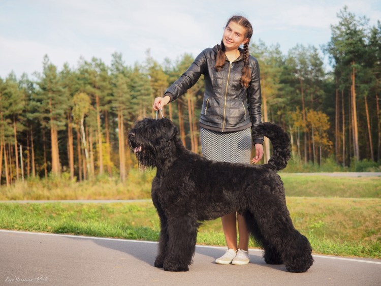 Чёрный терьер и Ризеншнауцер