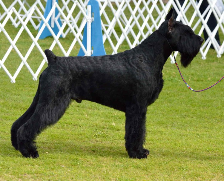 Чёрный терьер и Ризеншнауцер