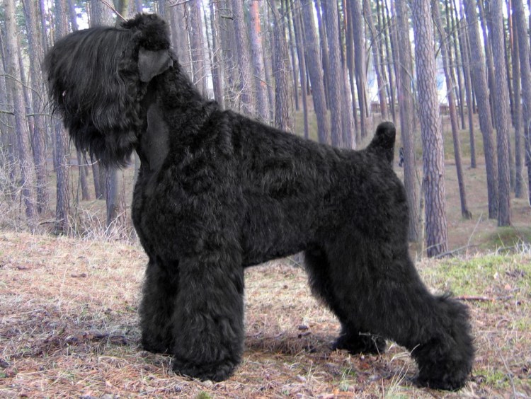 Ризеншнауцер черный