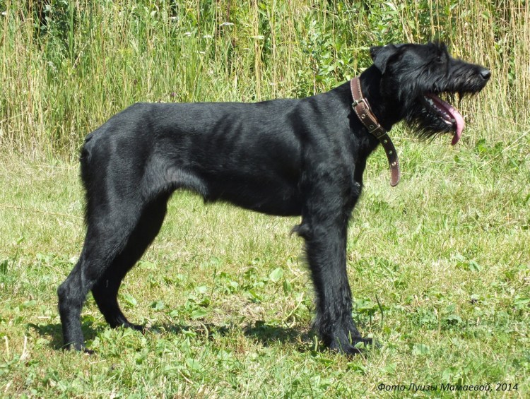 Собака Берии черный терьер