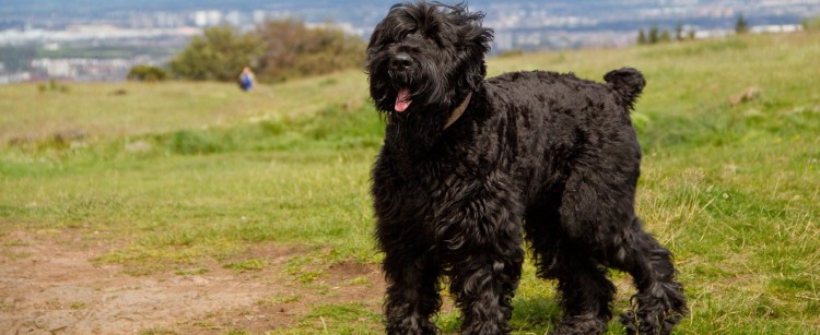 Чёрный терьер и Ризеншнауцер