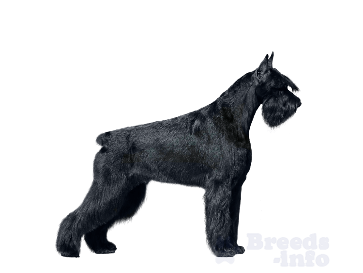 Шнауцер терьер черный