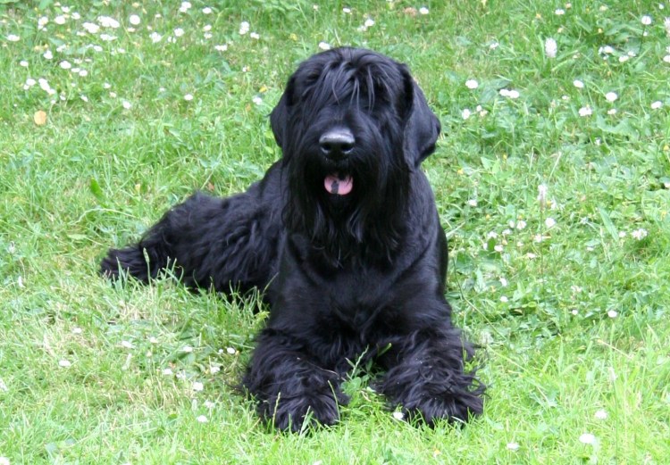 Черный терьер собака Сталина