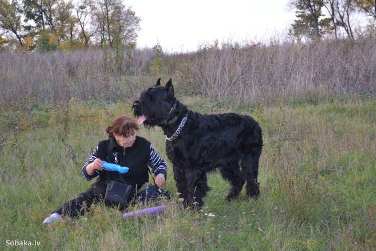 Ризеншнауцер Миттельшнауцер Цвергшнауцер