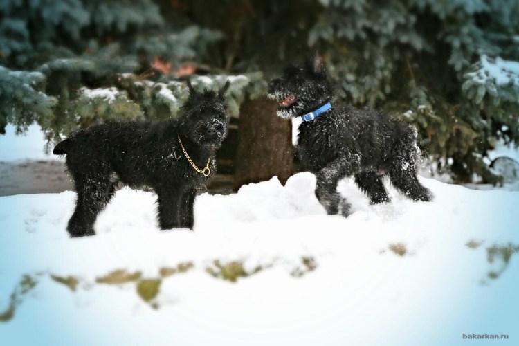 Ризеншнауцер на фоне замка