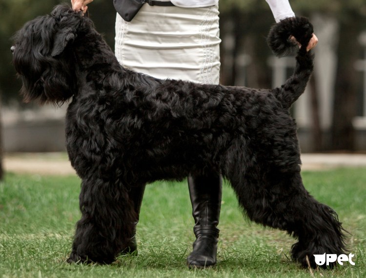 Ризеншнауцер метис с дратхааром